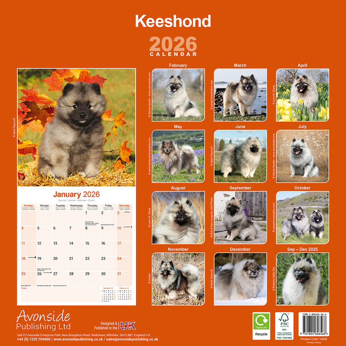 Keeshond 2026 Square Wall Calendar