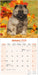 Keeshond 2026 Square Wall Calendar