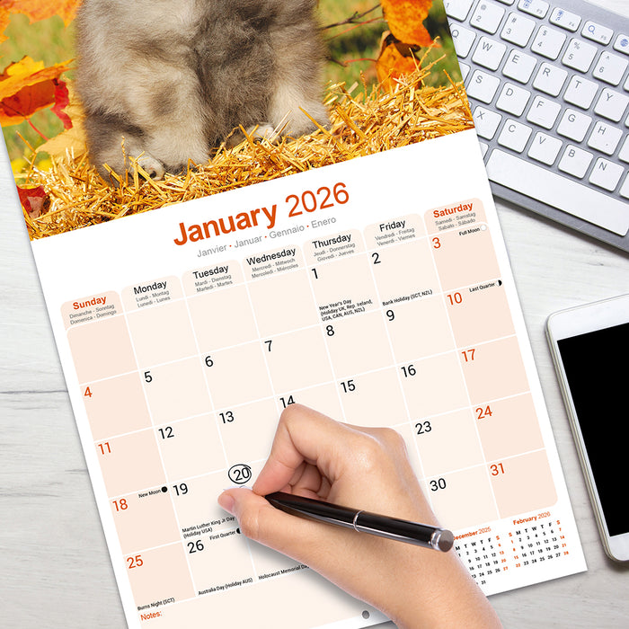 Keeshond 2026 Square Wall Calendar