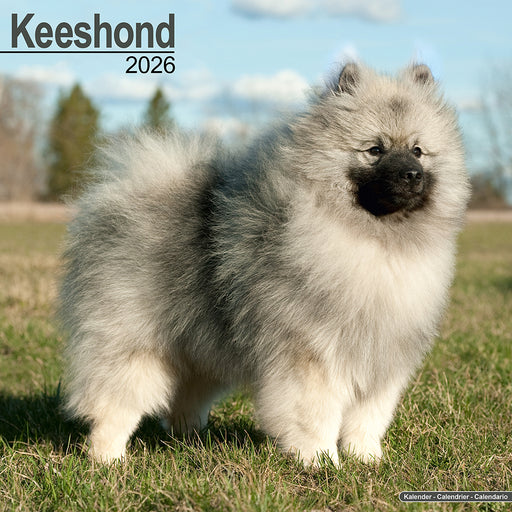 Keeshond 2026 Square Wall Calendar