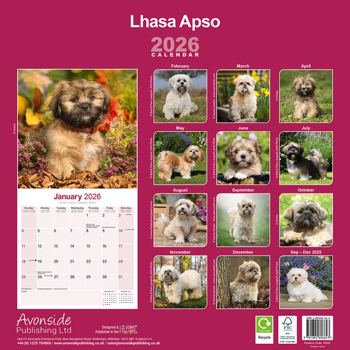 Lhasa Apso 2026 Square Wall Calendar (Online Exclusive)