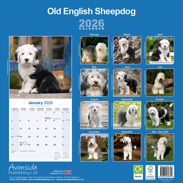 Old English Sheepdog 2026 Square Wall Calendar