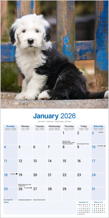 Old English Sheepdog 2026 Square Wall Calendar