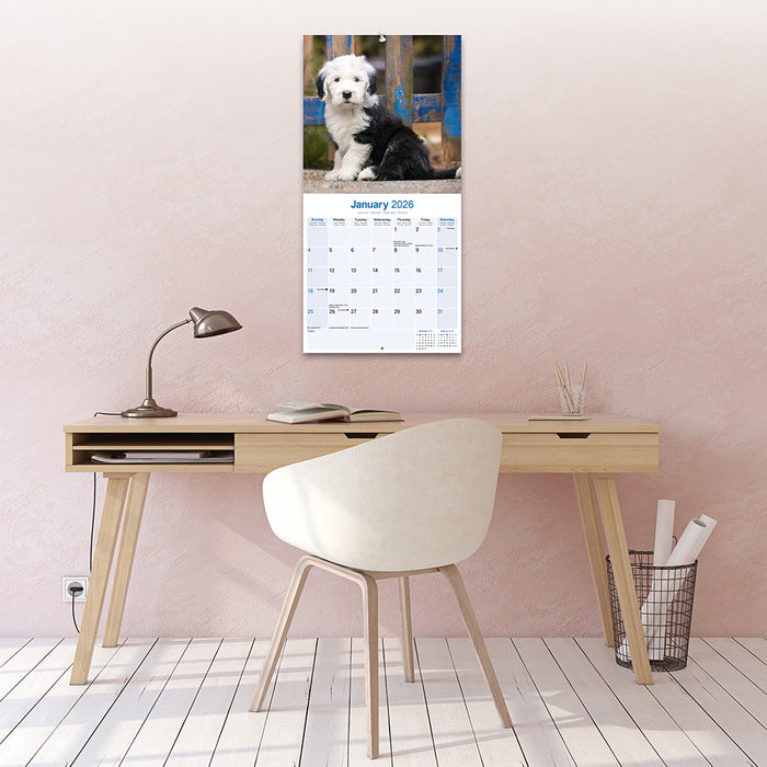 Old English Sheepdog 2026 Square Wall Calendar
