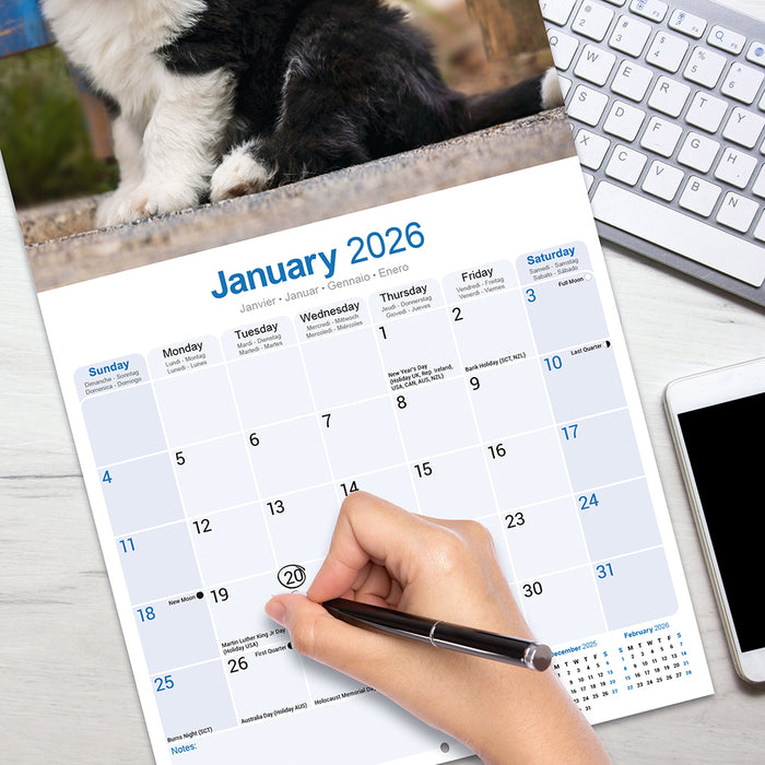 Old English Sheepdog 2026 Square Wall Calendar