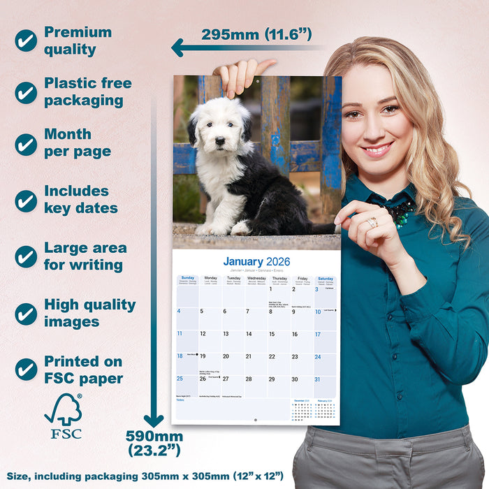Old English Sheepdog 2026 Square Wall Calendar
