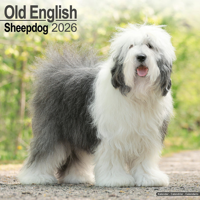 Old English Sheepdog 2026 Square Wall Calendar