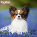 Papillon 2026 Square Wall Calendar
