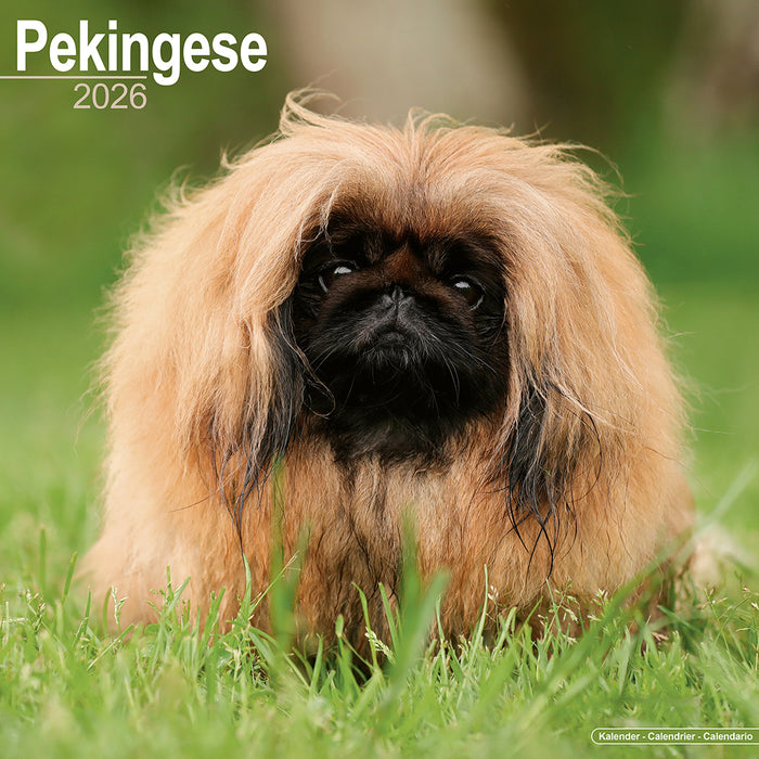 Pekingese 2026 Square Wall Calendar