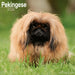 Pekingese 2026 Square Wall Calendar