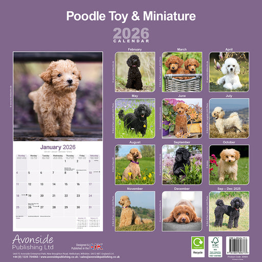Toy and Miniature Poodle 2026 Square Wall Calendar