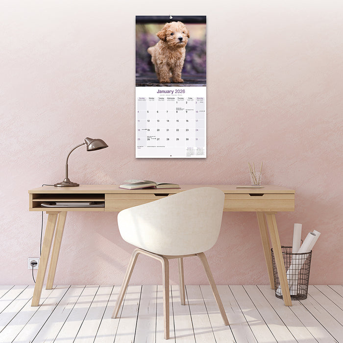Toy and Miniature Poodle 2026 Square Wall Calendar