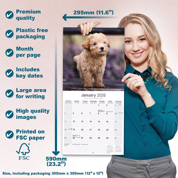 Toy and Miniature Poodle 2026 Square Wall Calendar
