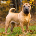 Shar Pei 2026 Square Wall Calendar (Online Exclusive)