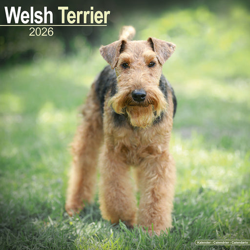 Welsh Terrier 2026 Square Wall Calendar (Online Exclusive)
