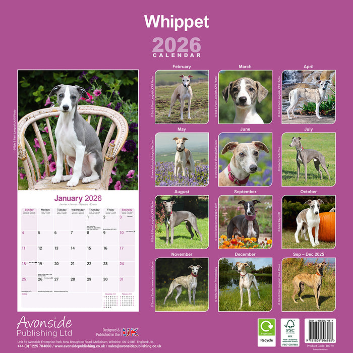 Whippet 2026 Square Wall Calendar