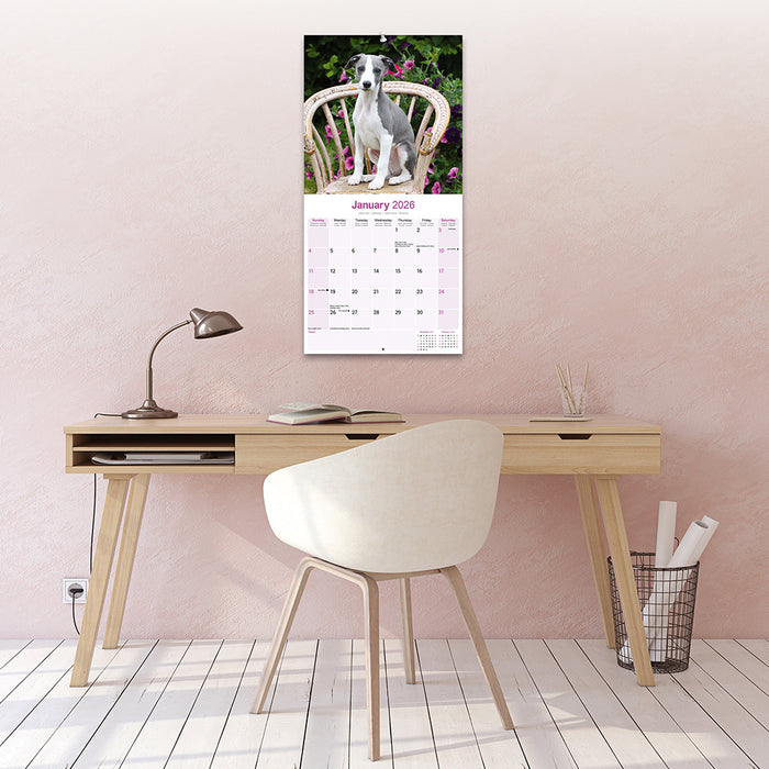 Whippet 2026 Square Wall Calendar