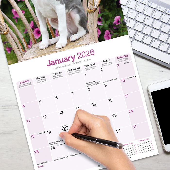 Whippet 2026 Square Wall Calendar