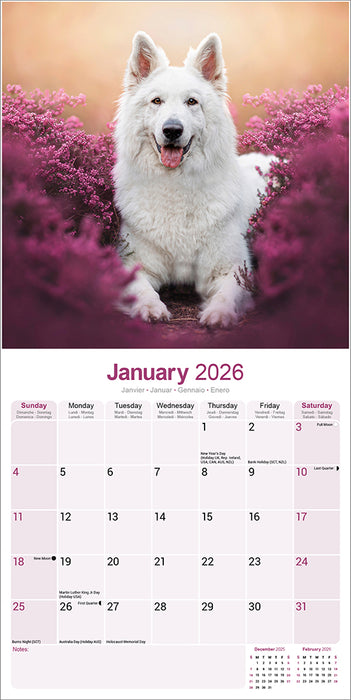 White Shepherd 2026 Square Wall Calendar (Online Exclusive)