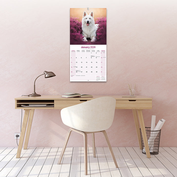 White Shepherd 2026 Square Wall Calendar (Online Exclusive)
