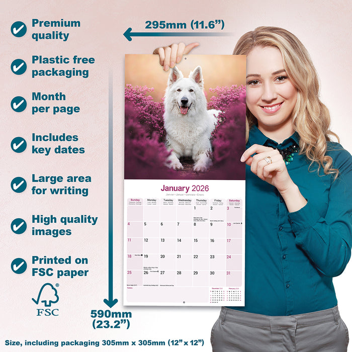 White Shepherd 2026 Square Wall Calendar (Online Exclusive)