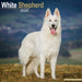 White Shepherd 2026 Square Wall Calendar (Online Exclusive)