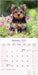 Yorkshire Terrier 2026 Square Wall Calendar