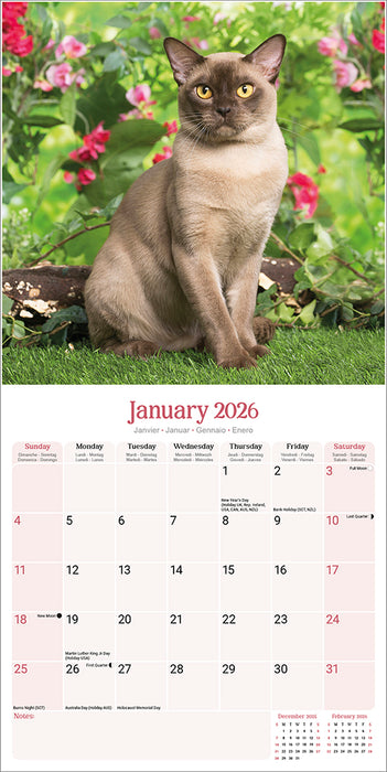 Burmese Cats 2026 Square Wall Calendar