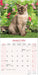 Burmese Cats 2026 Square Wall Calendar