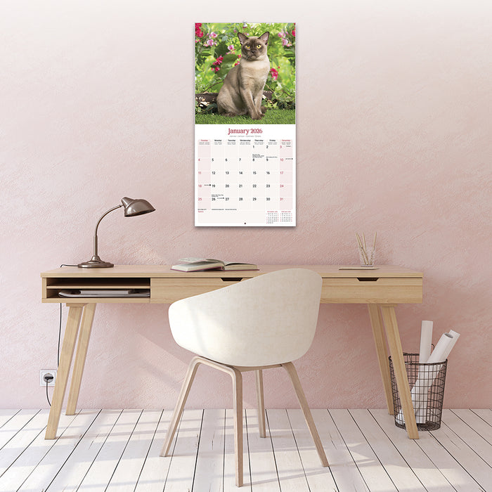Burmese Cats 2026 Square Wall Calendar