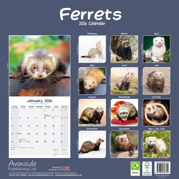 Ferrets 2026 Square Wall Calendar (Online Exclusive)