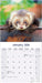 Ferrets 2026 Square Wall Calendar (Online Exclusive)