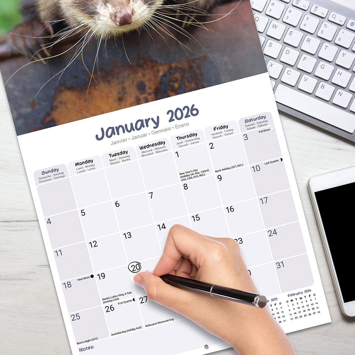 Ferrets 2026 Square Wall Calendar (Online Exclusive)