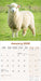 Sheep 2026 Square Wall Calendar (Online Exclusive)