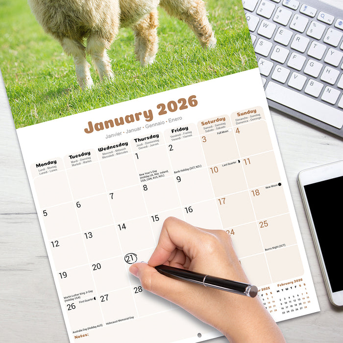 Sheep 2026 Square Wall Calendar (Online Exclusive)