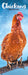 Chickens 2026 Slimline Wall Calendar