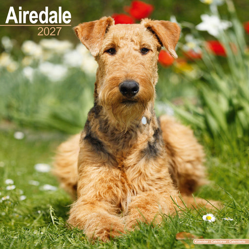 Airedale Terrier 2027 Square Wall Calendar