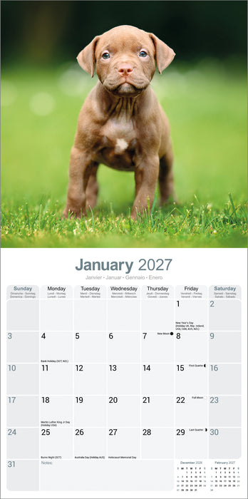 American Pit Bull Terrier 2027 Square Wall Calendar