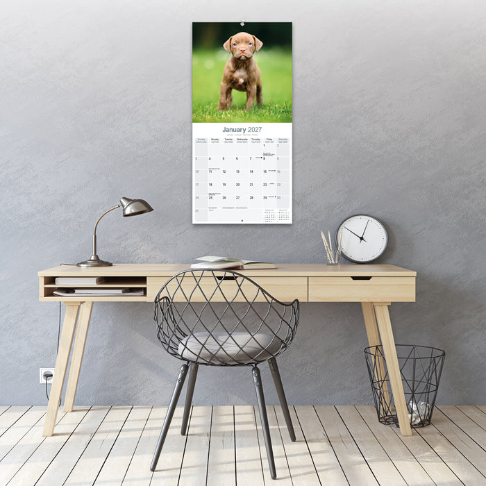 American Pit Bull Terrier 2027 Square Wall Calendar