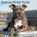 American Pit Bull Terrier 2027 Square Wall Calendar