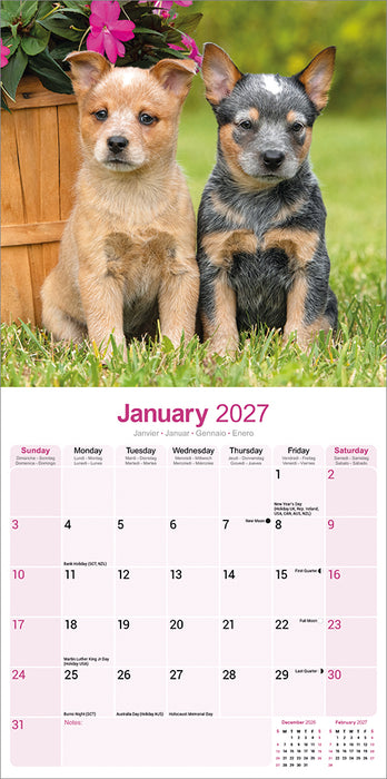 Australian Cattle Dog 2027 Square Wall Calendar