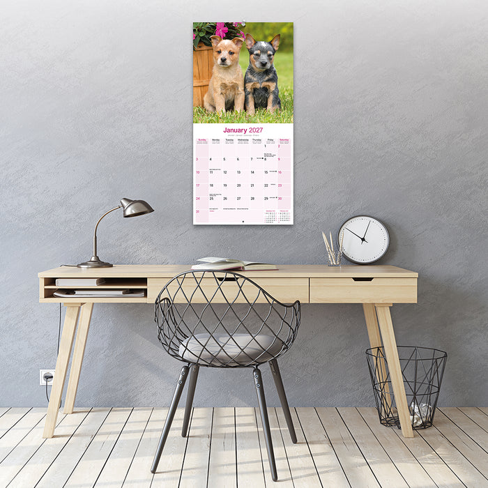 Australian Cattle Dog 2027 Square Wall Calendar