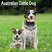 Australian Cattle Dog 2027 Square Wall Calendar