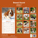 Basset Hound 2027 Square Wall Calendar