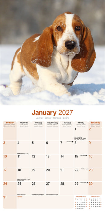 Basset Hound 2027 Square Wall Calendar