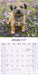 Border Terrier 2027 Square Wall Calendar