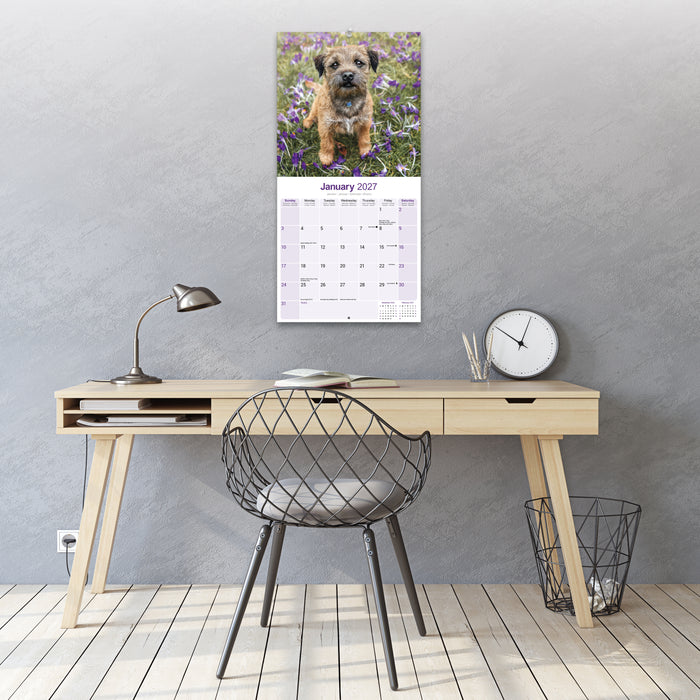 Border Terrier 2027 Square Wall Calendar