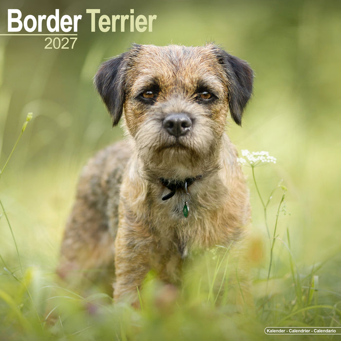 Border Terrier 2027 Square Wall Calendar
