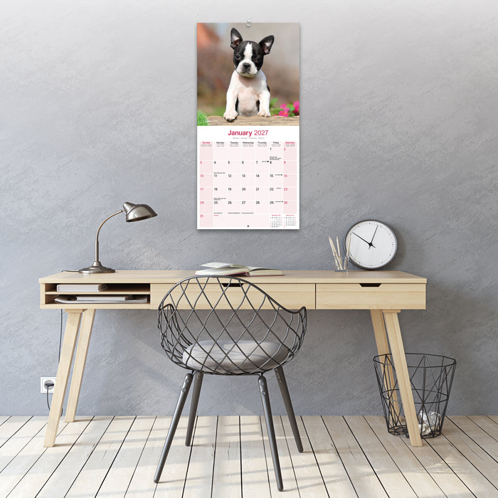 Boston Terrier 2027 Square Wall Calendar