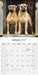 Bull Mastiff 2027 Square Wall Calendar